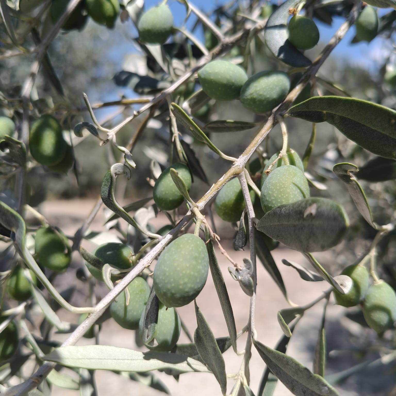 Olivo
